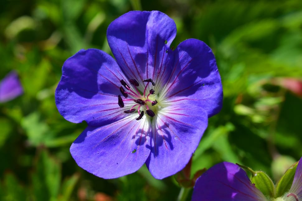 blue petaled flower preview