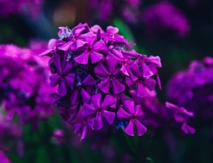 Flower, Focus, Nature, Purple, Garden, flower, purple thumbnail