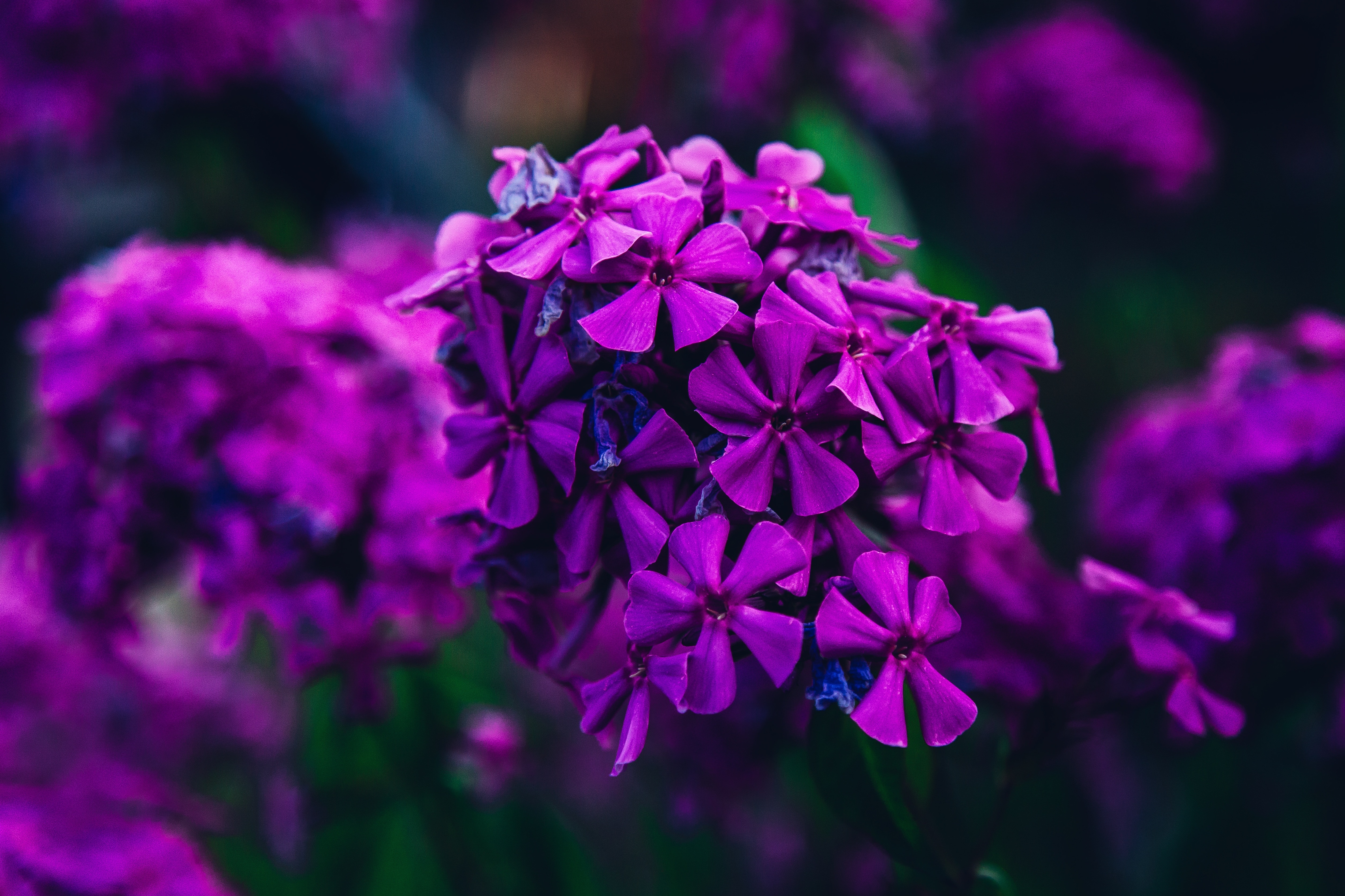 Flower, Focus, Nature, Purple, Garden, flower, purple