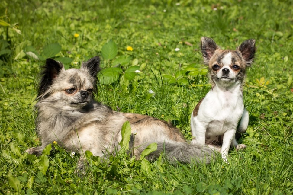 Gray long outlet haired chihuahua