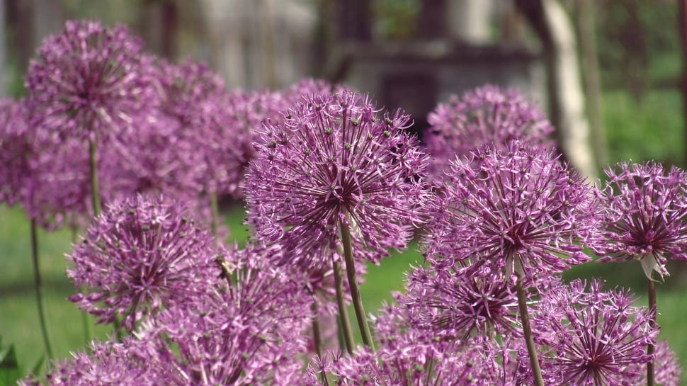 pink alliums preview