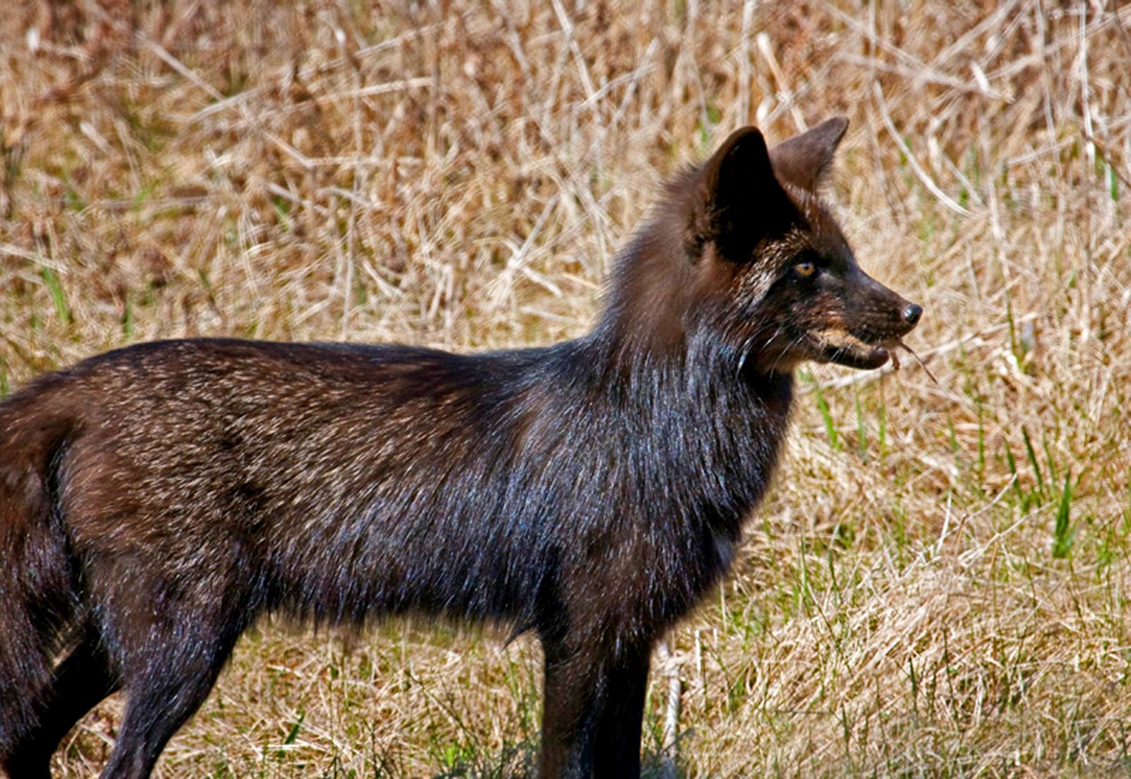 black four legged animal during daytime