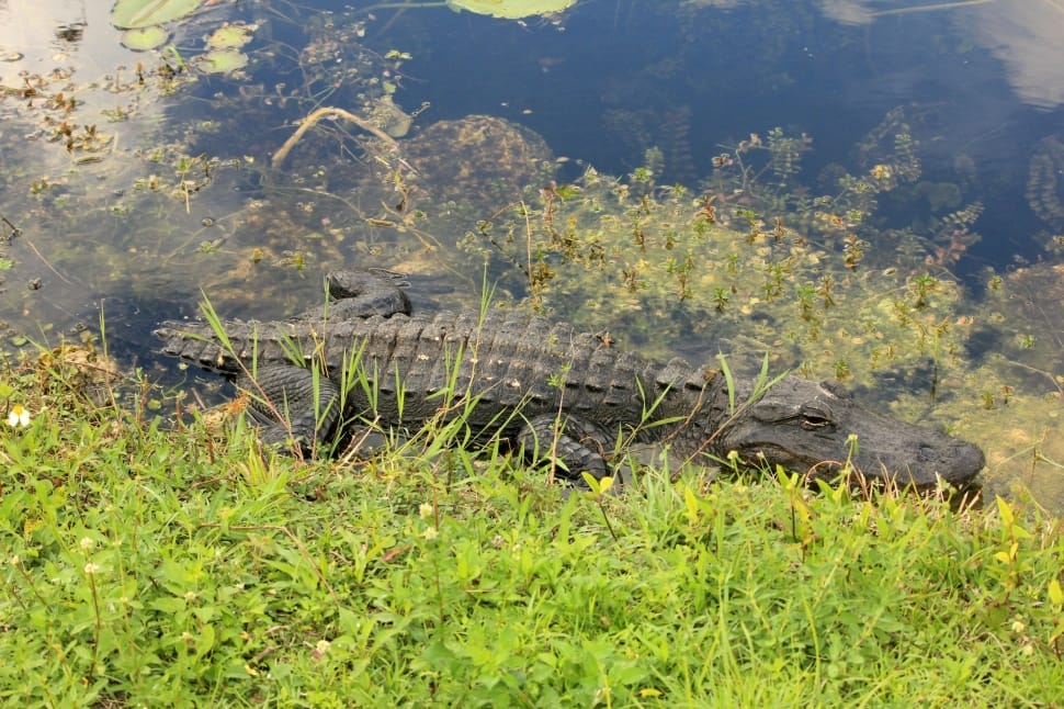 black crocodile on water near grass preview