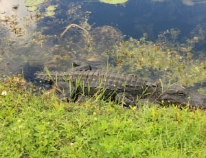 black crocodile on water near grass thumbnail