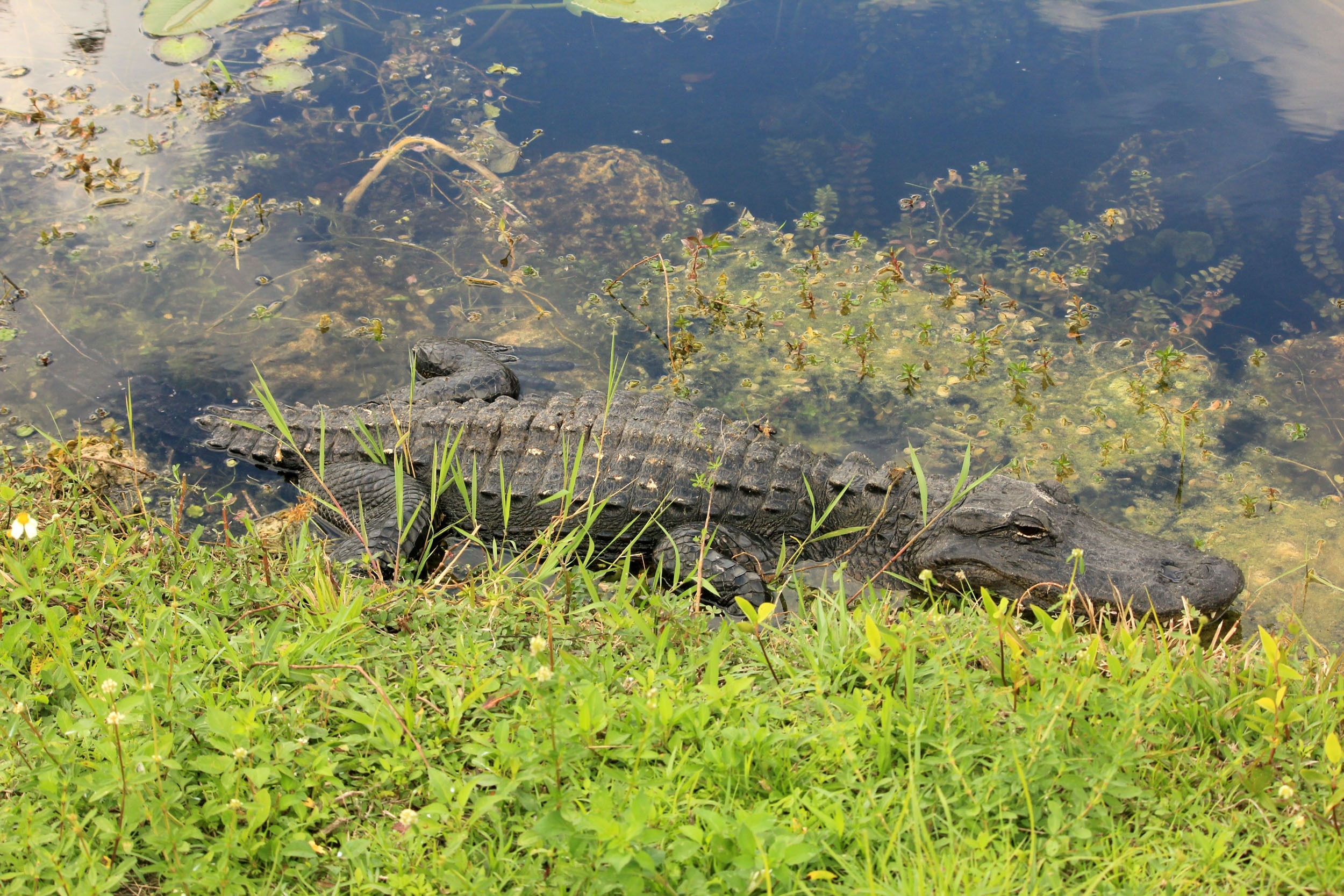 black crocodile on water near grass