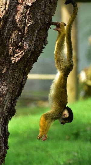monkey hanging on branch of tree thumbnail