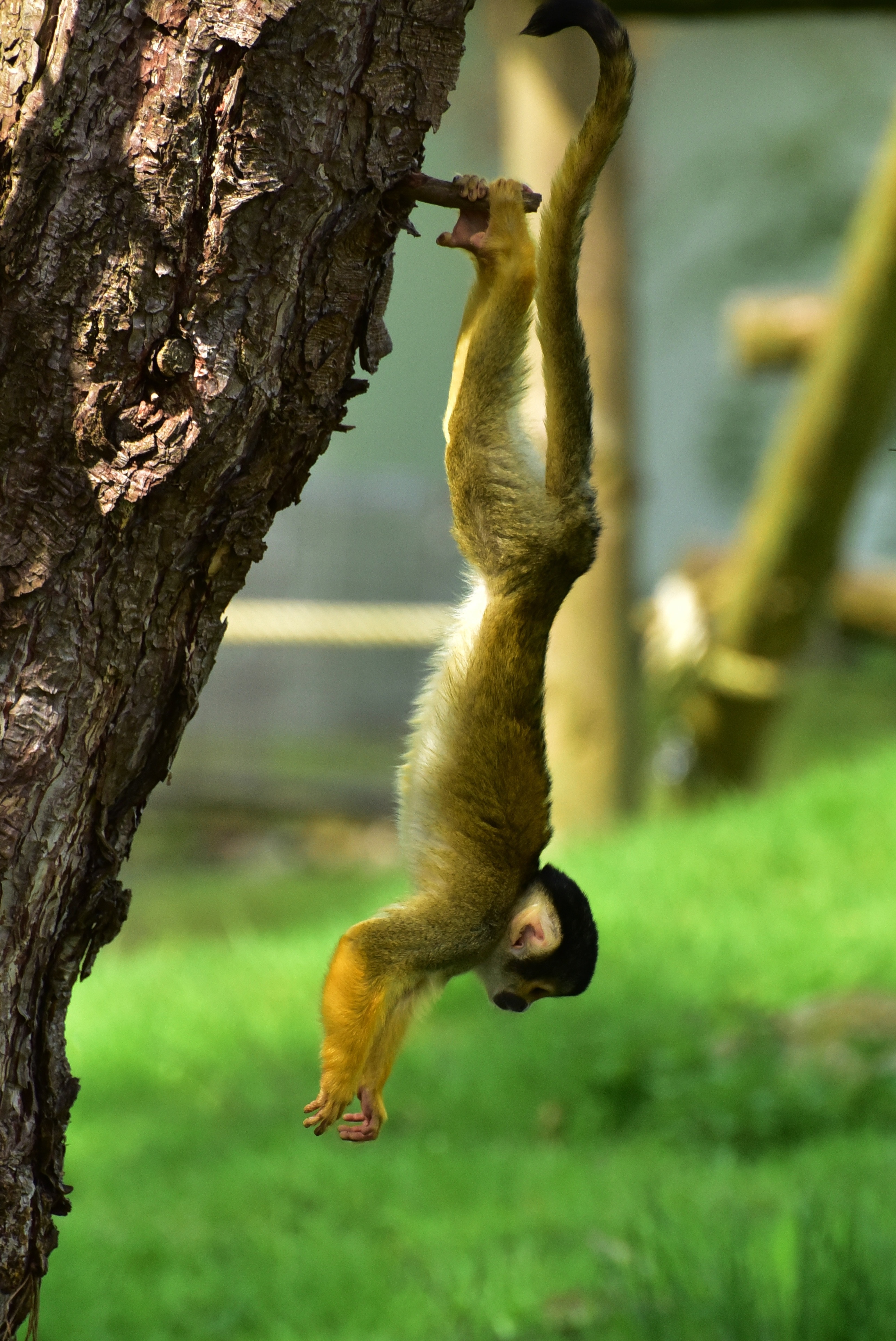 monkey hanging on branch of tree