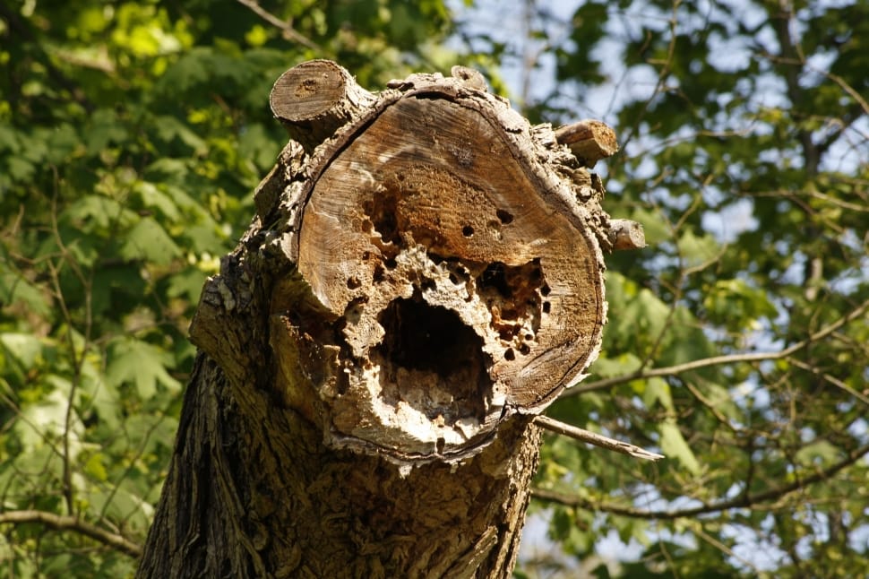 cut tree trunk with holes preview