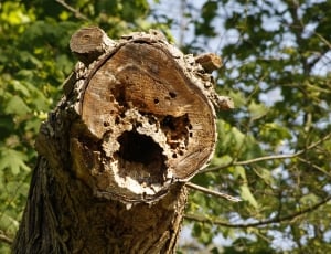 cut tree trunk with holes thumbnail