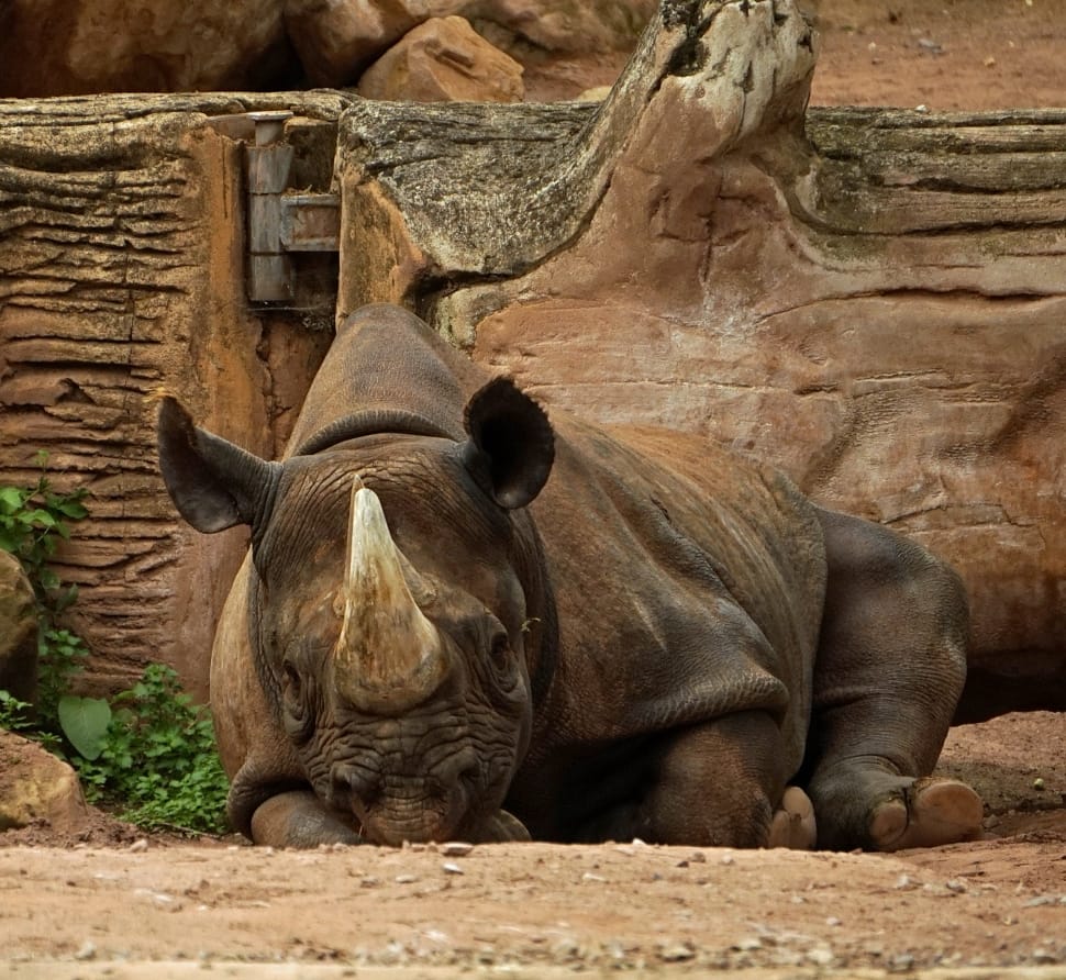 black rhinoceros preview