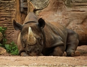 black rhinoceros thumbnail