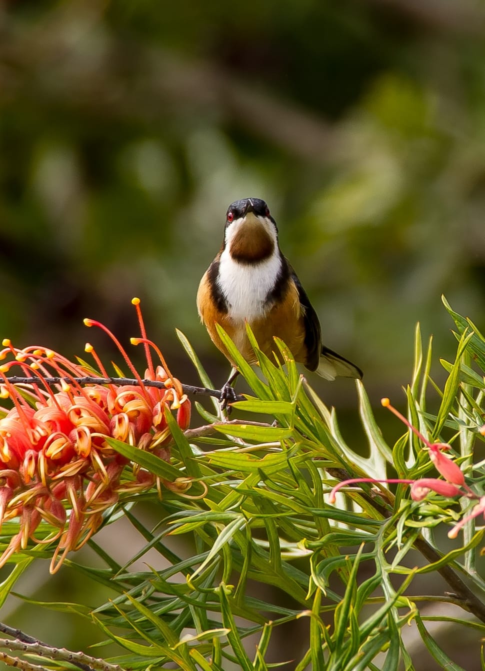 Eastern Spinebill, Spinebill, one animal, animal themes preview