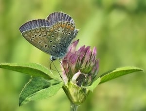 eastern blue butterfly thumbnail