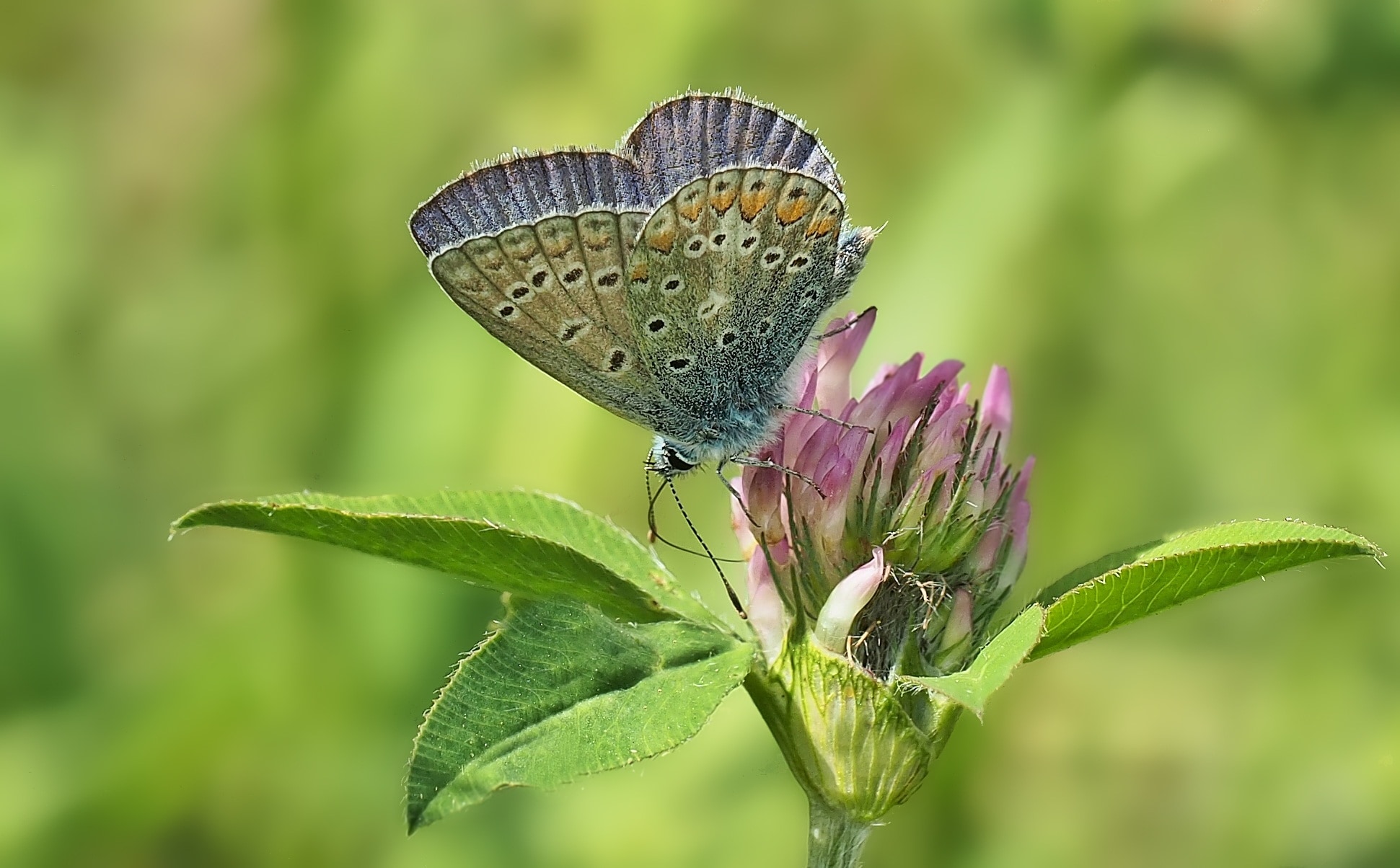 eastern blue butterfly