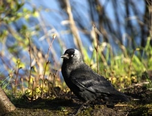 black and gray short beak bird thumbnail