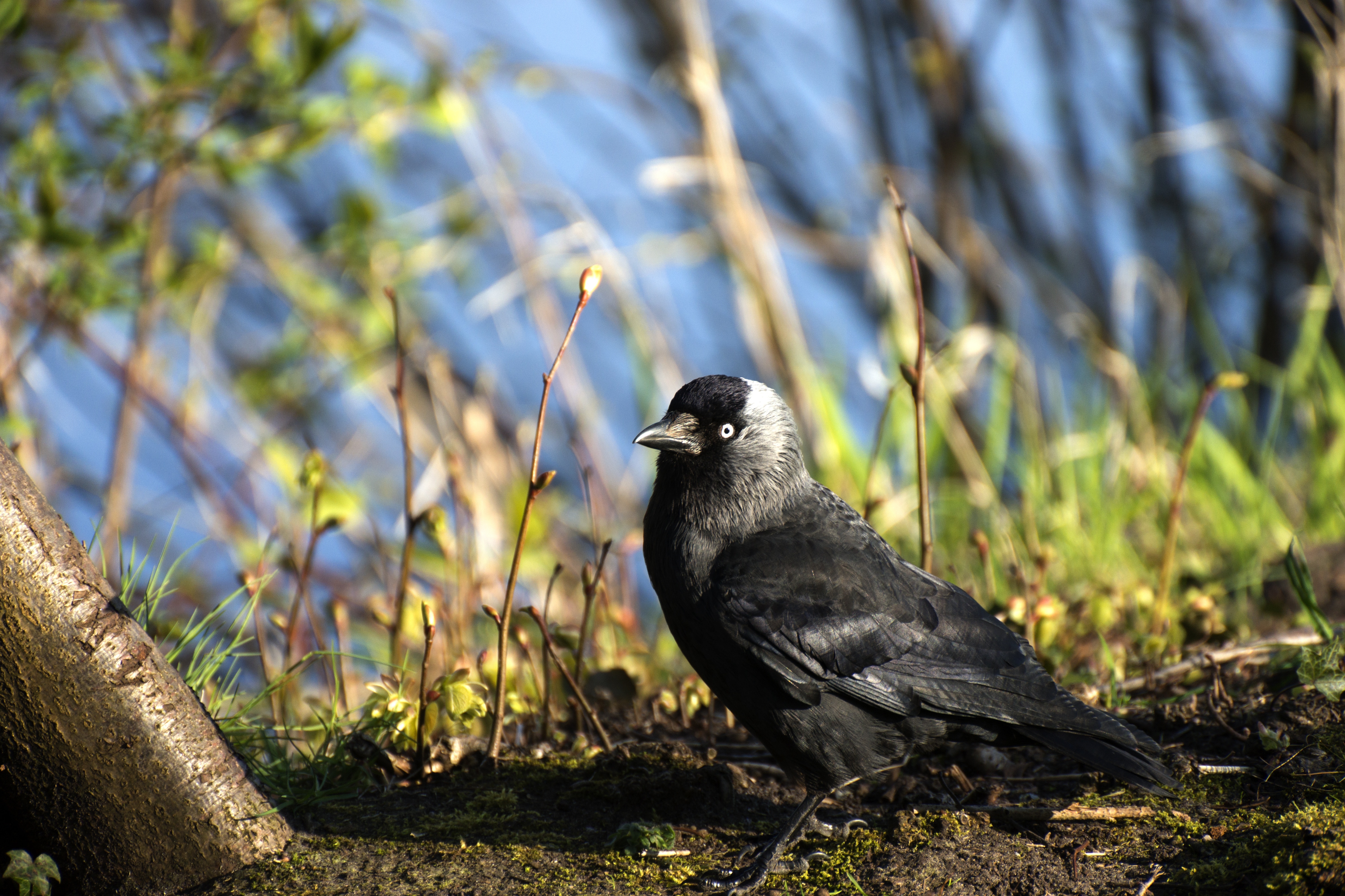 black and gray short beak bird