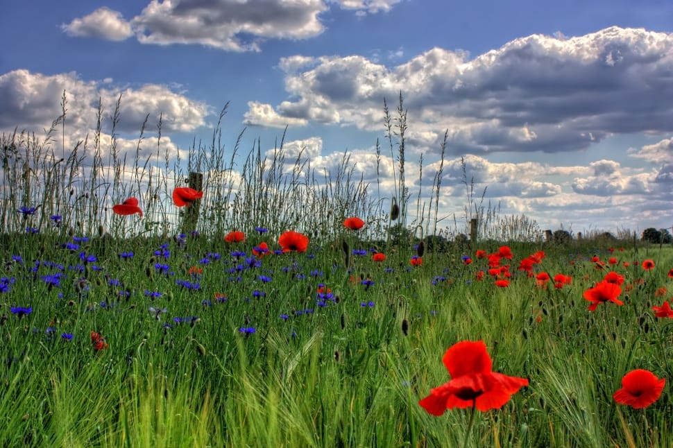 landscape photography of flower field preview