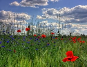 landscape photography of flower field thumbnail