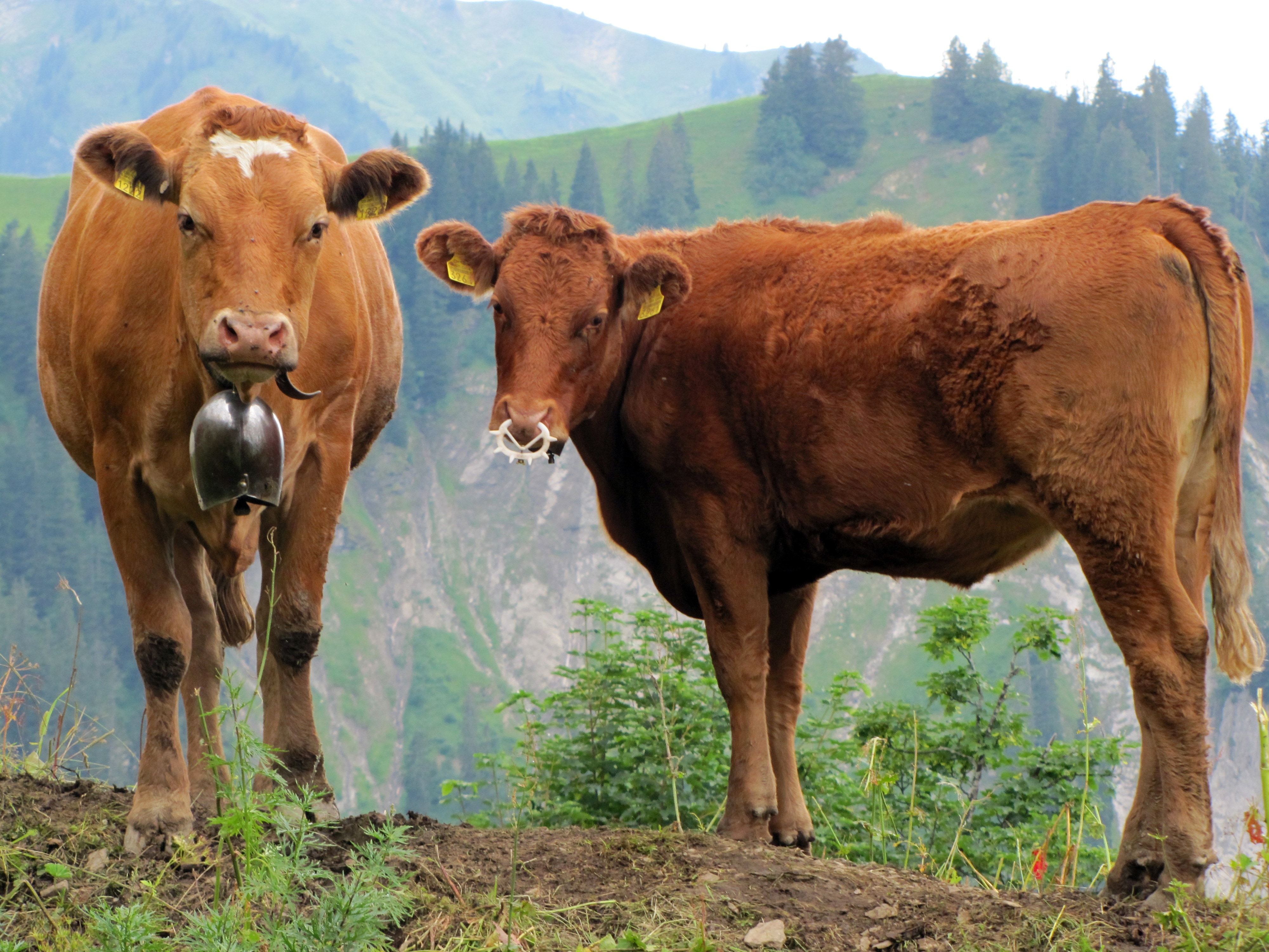 3840x2160 wallpaper | 2 brown cattle | Peakpx