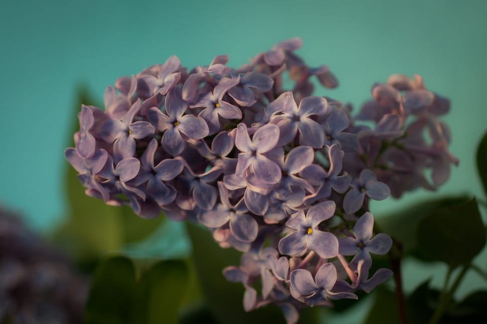 white and purple petaled flowers preview