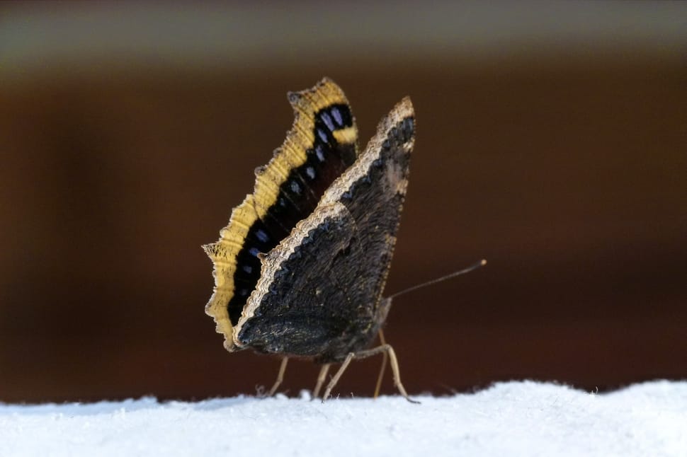 macroscopic photography of black and yellow butterfly preview