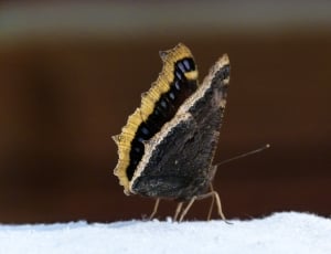 macroscopic photography of black and yellow butterfly thumbnail