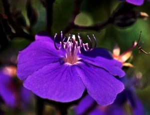 purple moth flower thumbnail