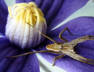 Spider, Insect, purple, no people thumbnail