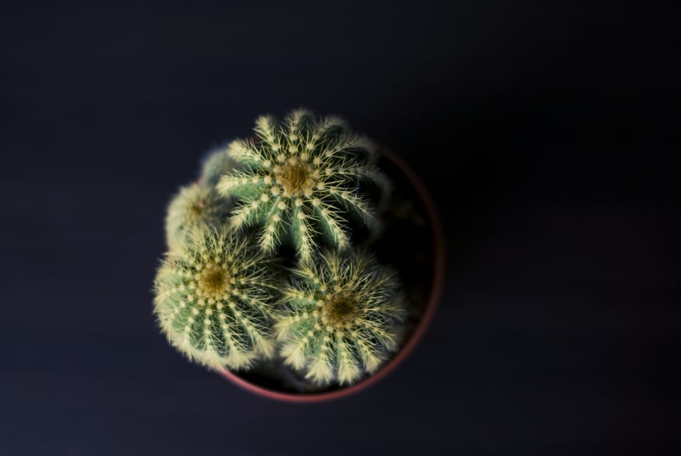 tilt shift lens photography of cactus plant preview