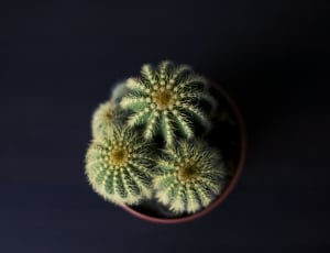 tilt shift lens photography of cactus plant thumbnail