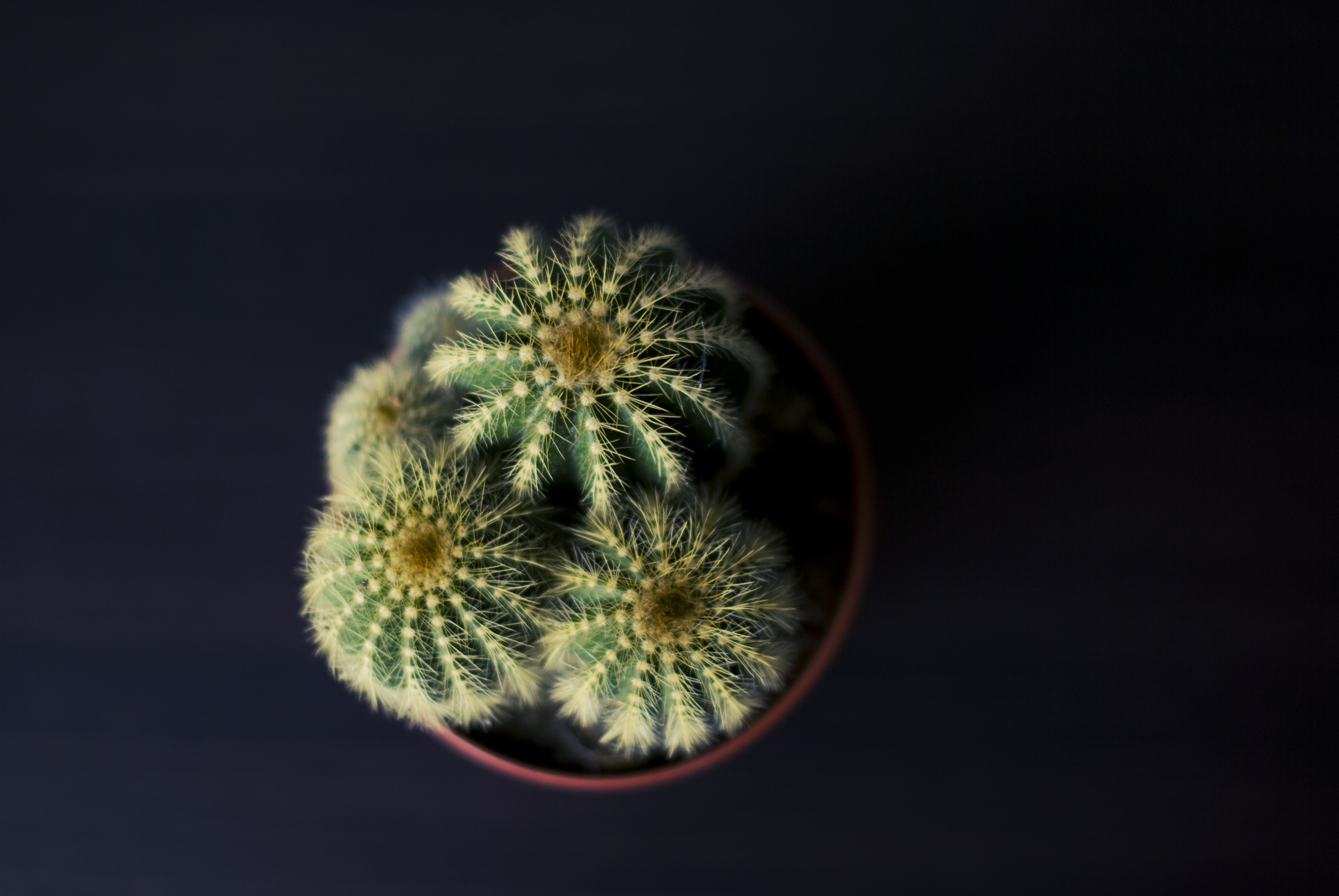 tilt shift lens photography of cactus plant