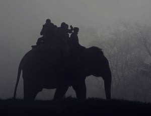 silhouette of people riding on elephant photography thumbnail