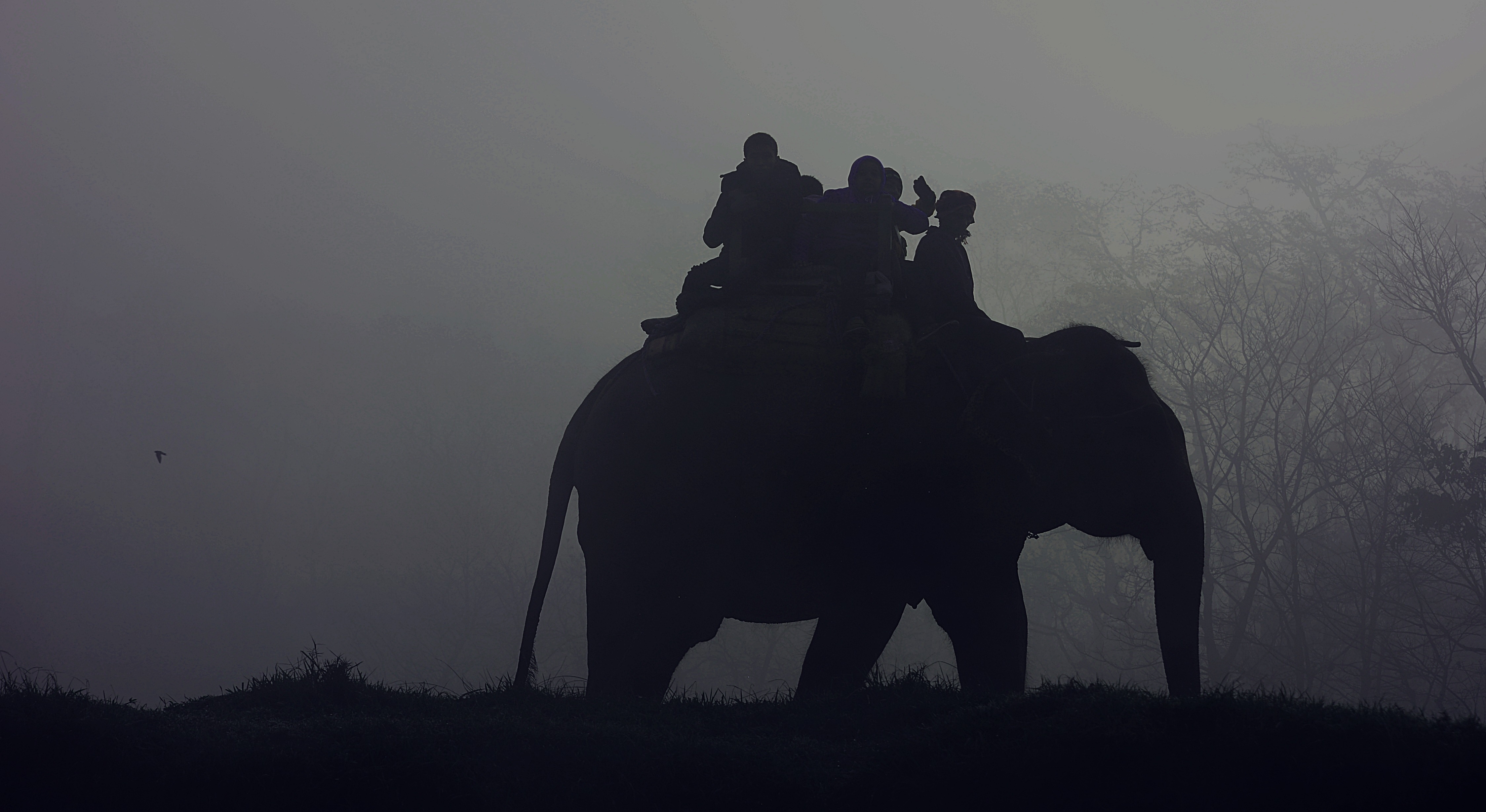 silhouette of people riding on elephant photography