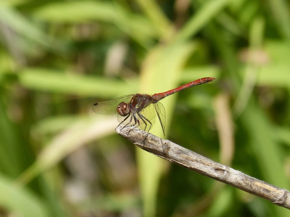 Dragonfly, Cane, Red Dragonfly, insect, animal themes preview