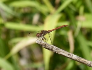 Dragonfly, Cane, Red Dragonfly, insect, animal themes thumbnail