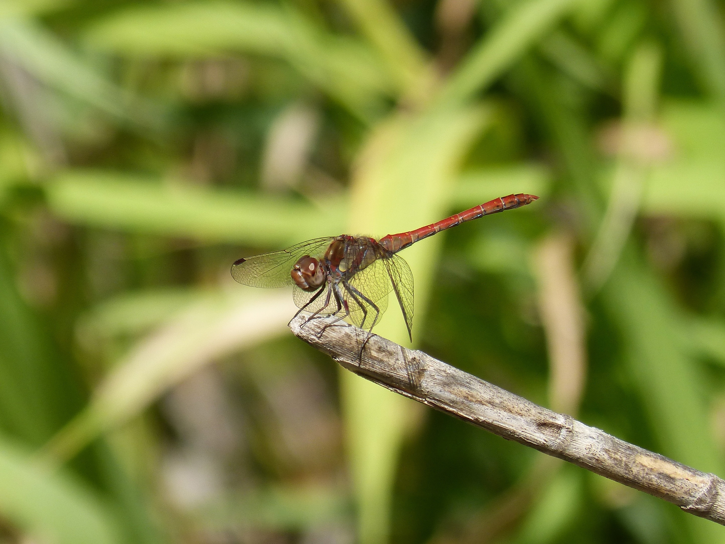 Dragonfly, Cane, Red Dragonfly, insect, animal themes