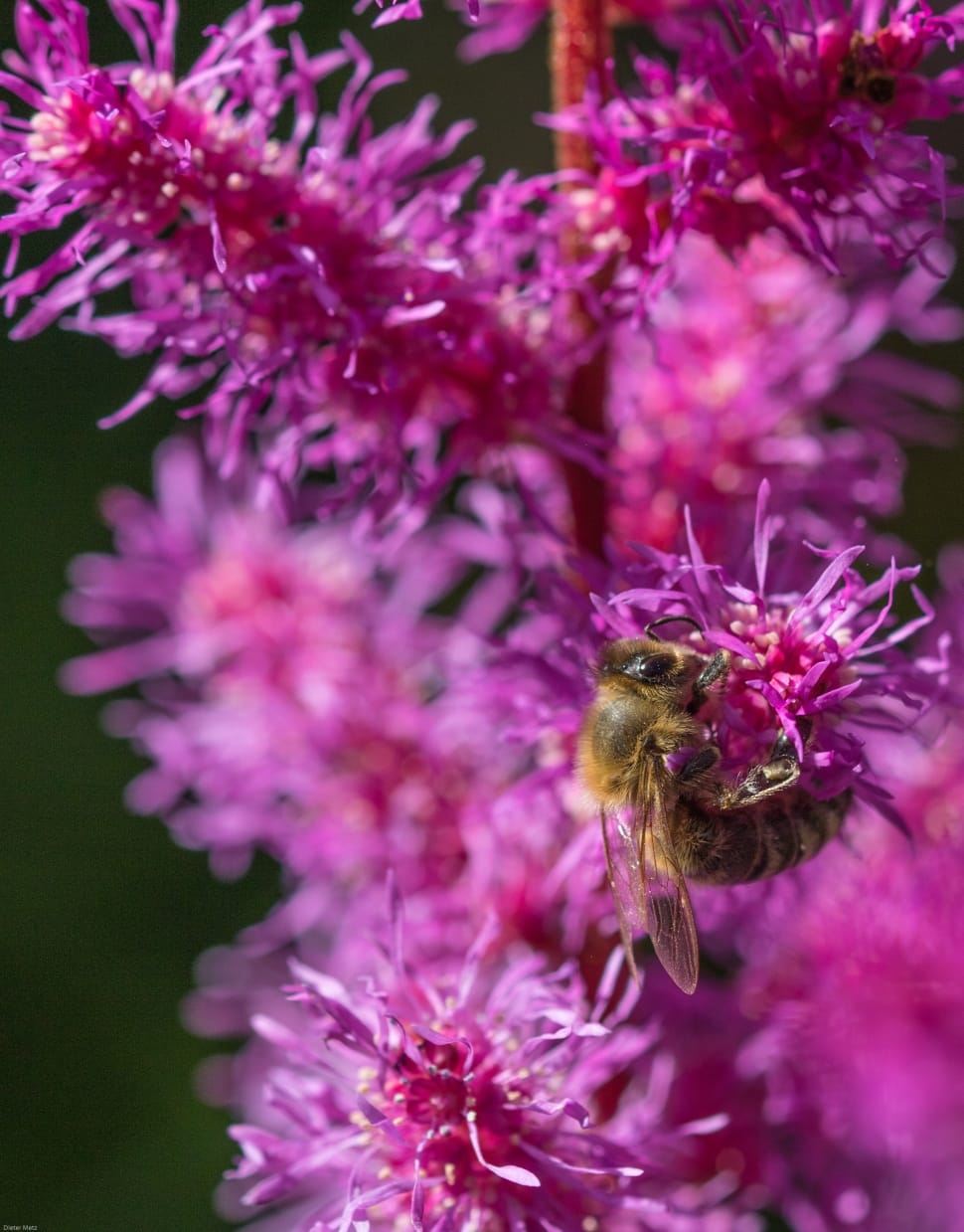 Astilbe, Insect, Bee, Prachtspiere, flower, purple preview