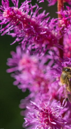 Astilbe, Insect, Bee, Prachtspiere, flower, purple thumbnail