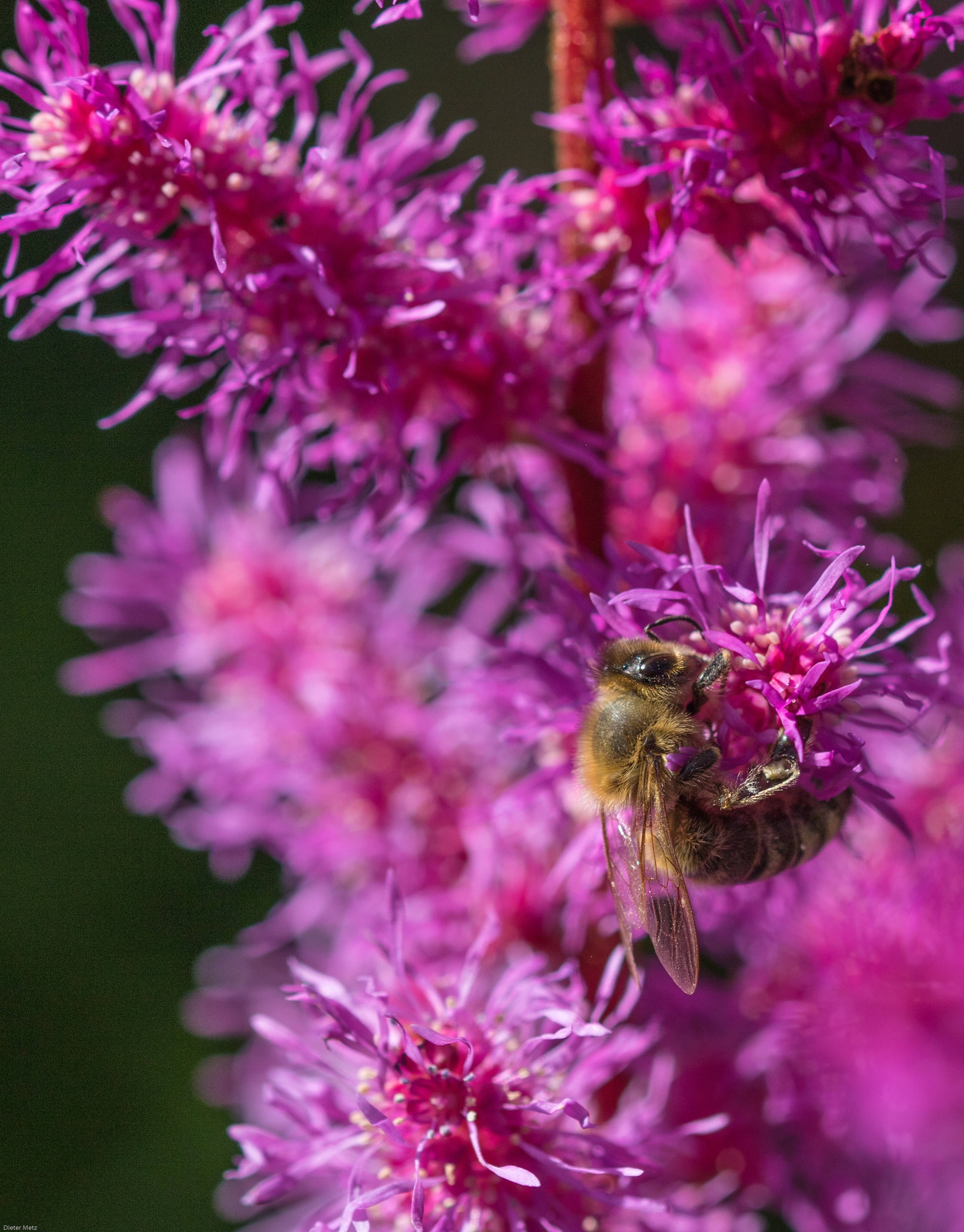 Astilbe, Insect, Bee, Prachtspiere, flower, purple