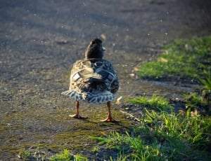 duck on ground beside green grass thumbnail