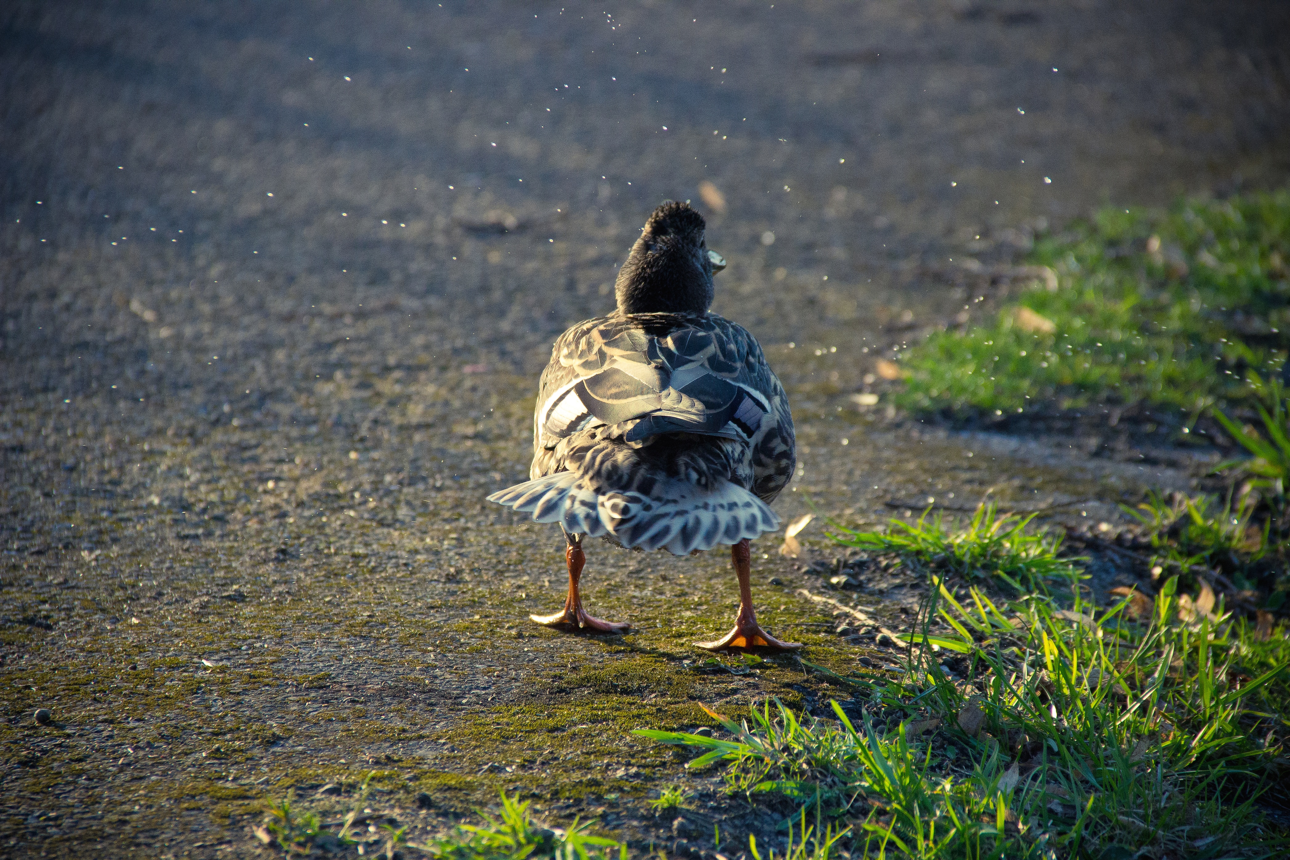 duck on ground beside green grass