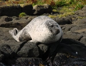 gray seal animal thumbnail