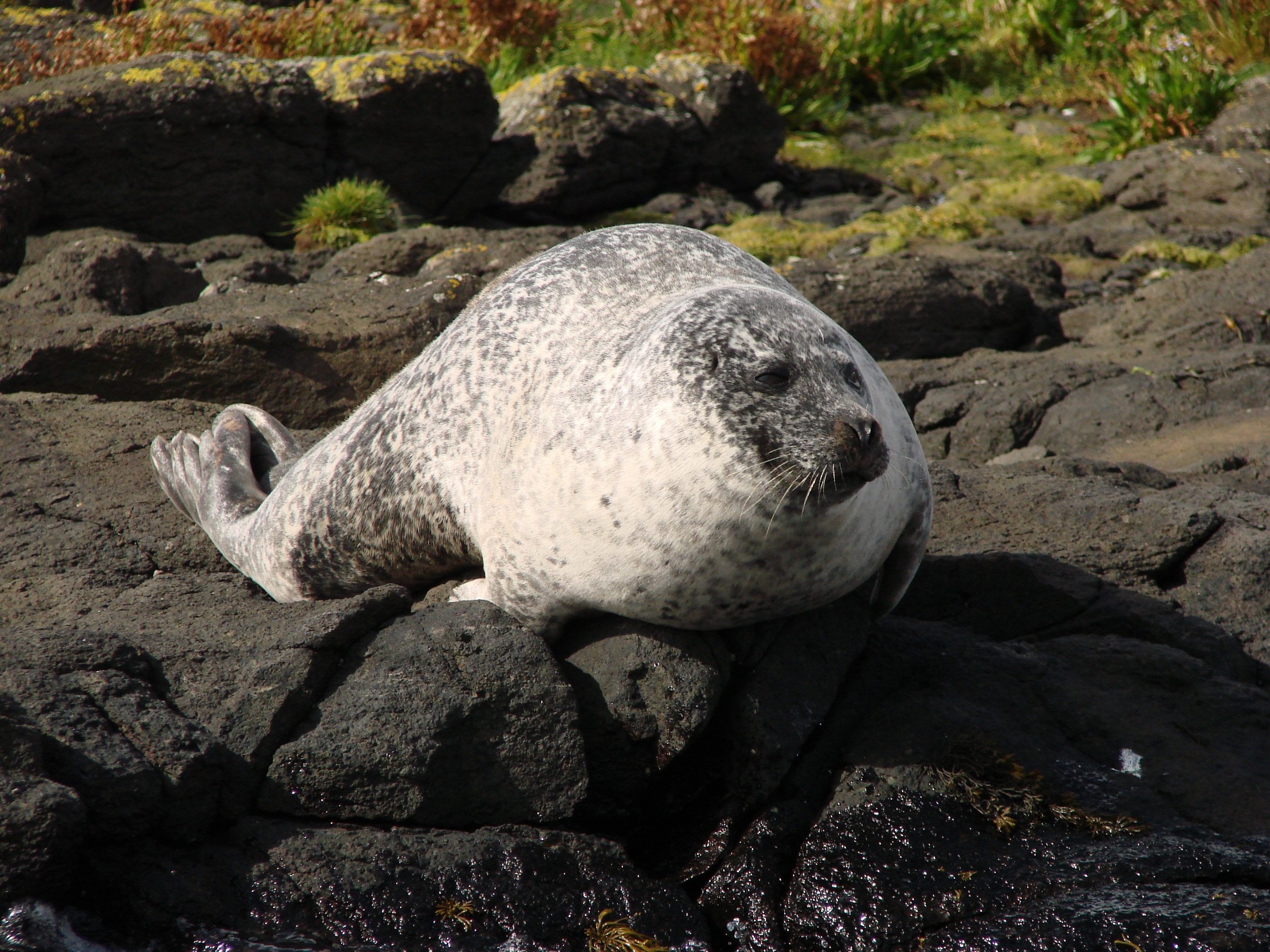 gray seal animal