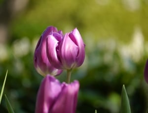 purple tulips thumbnail