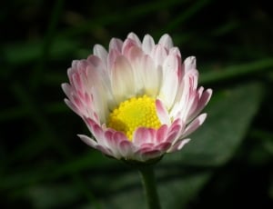 bloomed white-pink petaled flower thumbnail