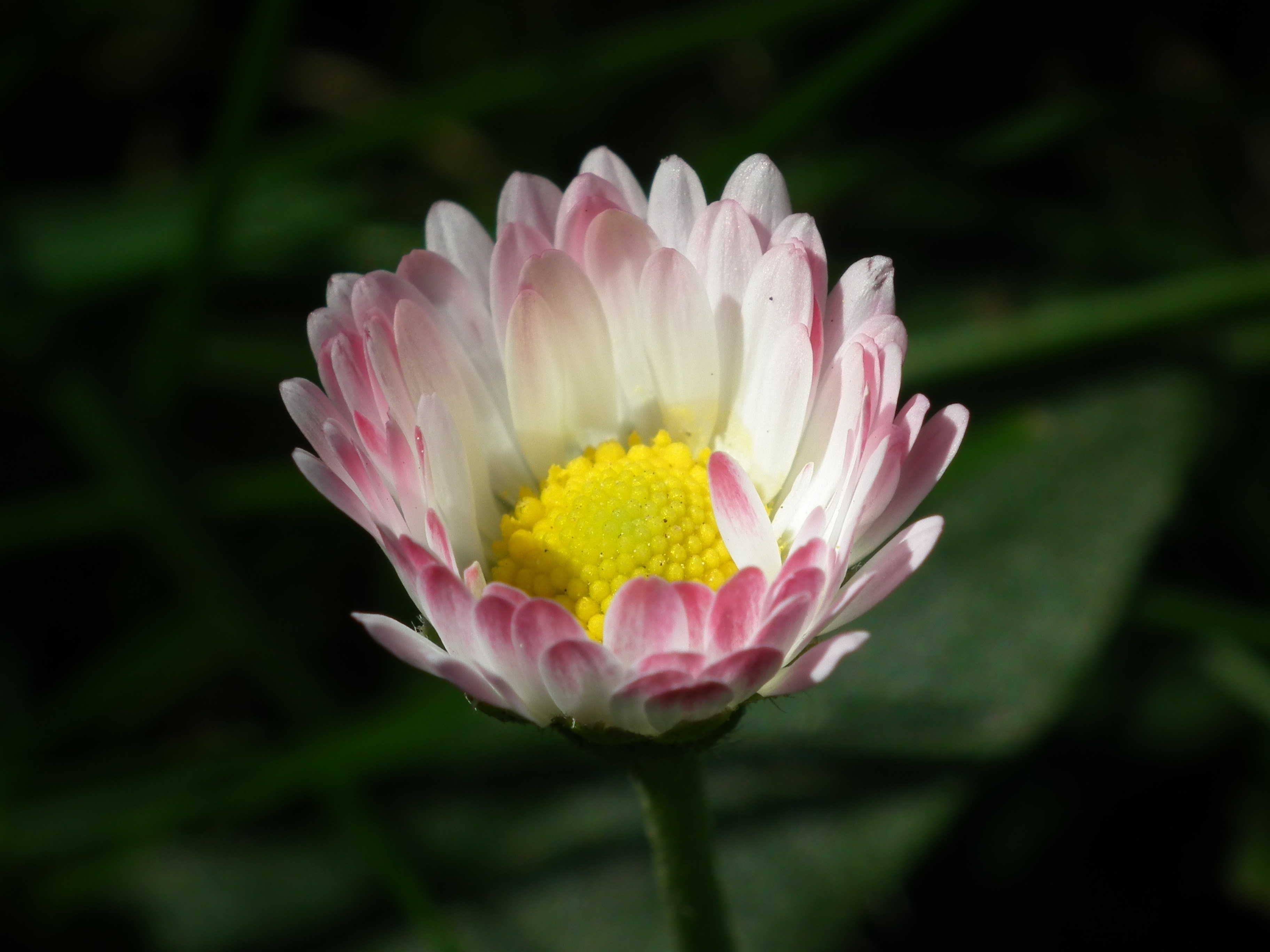 bloomed white-pink petaled flower
