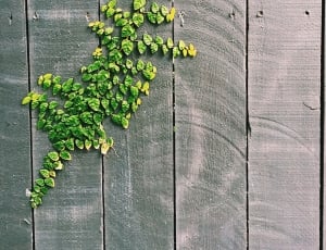 green and yellow leaf wall decor thumbnail