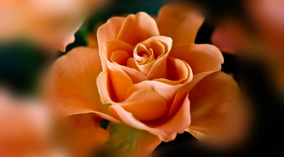 tilt shift lens photography of orange rose preview