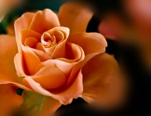 tilt shift lens photography of orange rose thumbnail