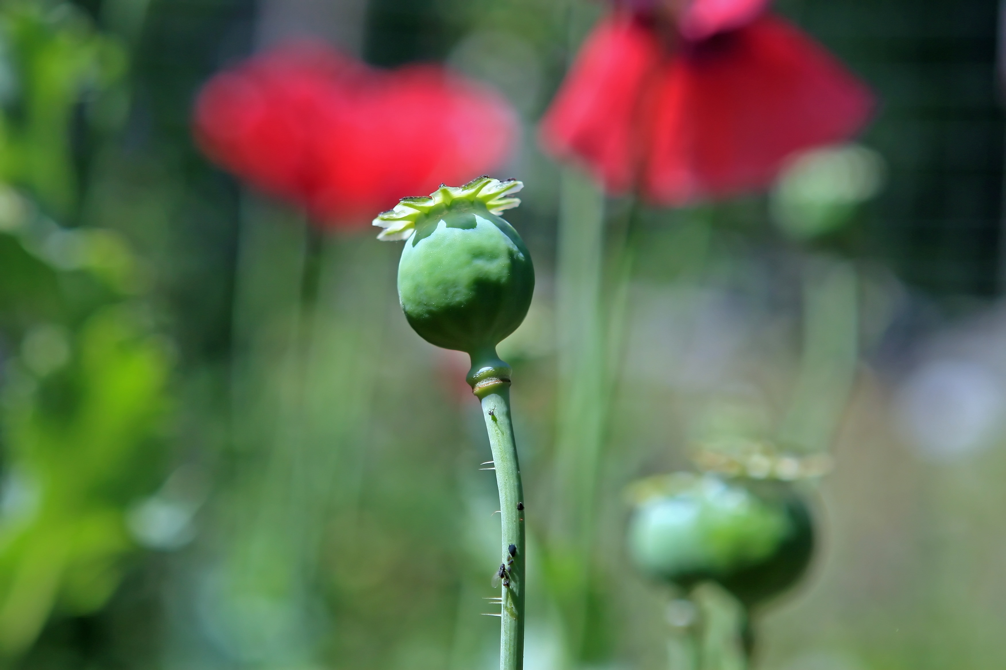 red petaled flower with green leaves